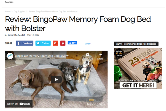 Youtube Review: BingoPaw Memory Foam Dog Bed with Bolster