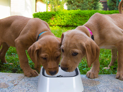Pet Dog Water Bowl No Spill Splash-free Cat Slow Drinking Bowl with Waterproof Mat